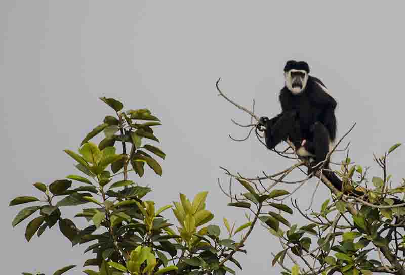 Mono Colobo Abisinio - parque nacional Queen Elizabeth - Uganda 2.jpg